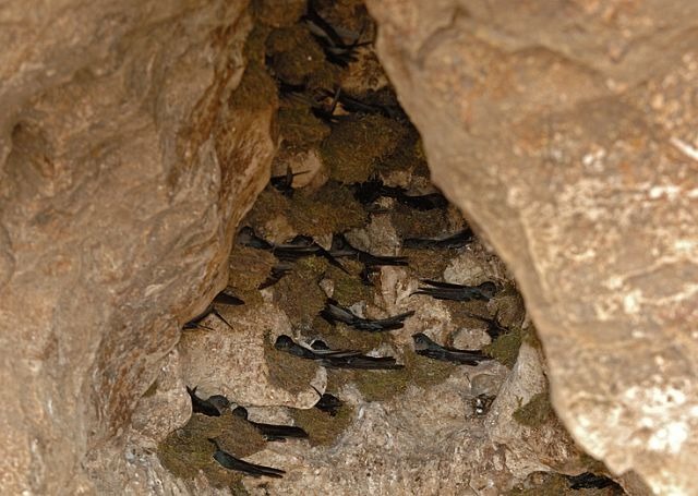 金絲燕在峭壁築巢。 取自oriental bird images, Con Foley/攝