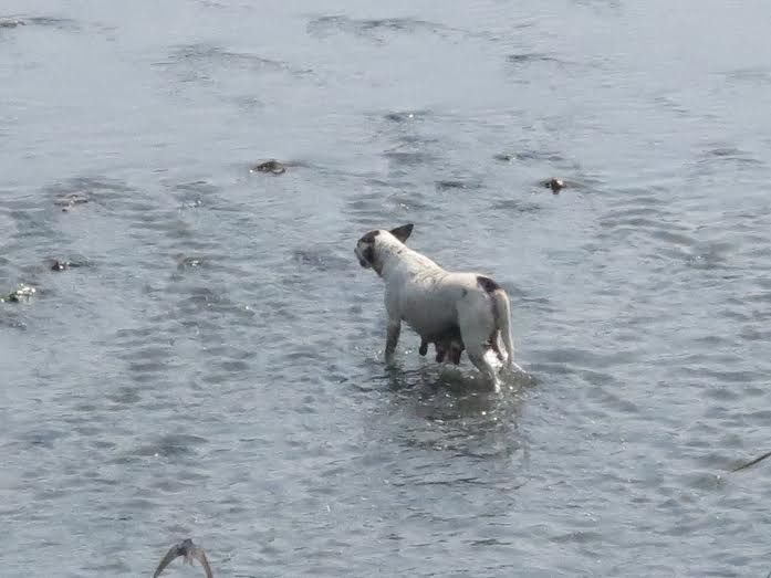 台南市動物管制隊無法獨力救起這隻掉落河中，卻無法自行攀爬上岸的狗，需向消防隊請求支援。　蕭士塔/攝