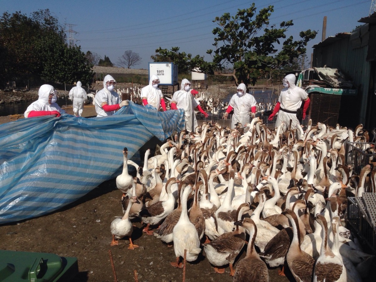 鵝是此波禽流感的最大受災戶，目前的撲殺量已接近在養量的5成，通報異常量更是高達9成。　取自台中市政府網站