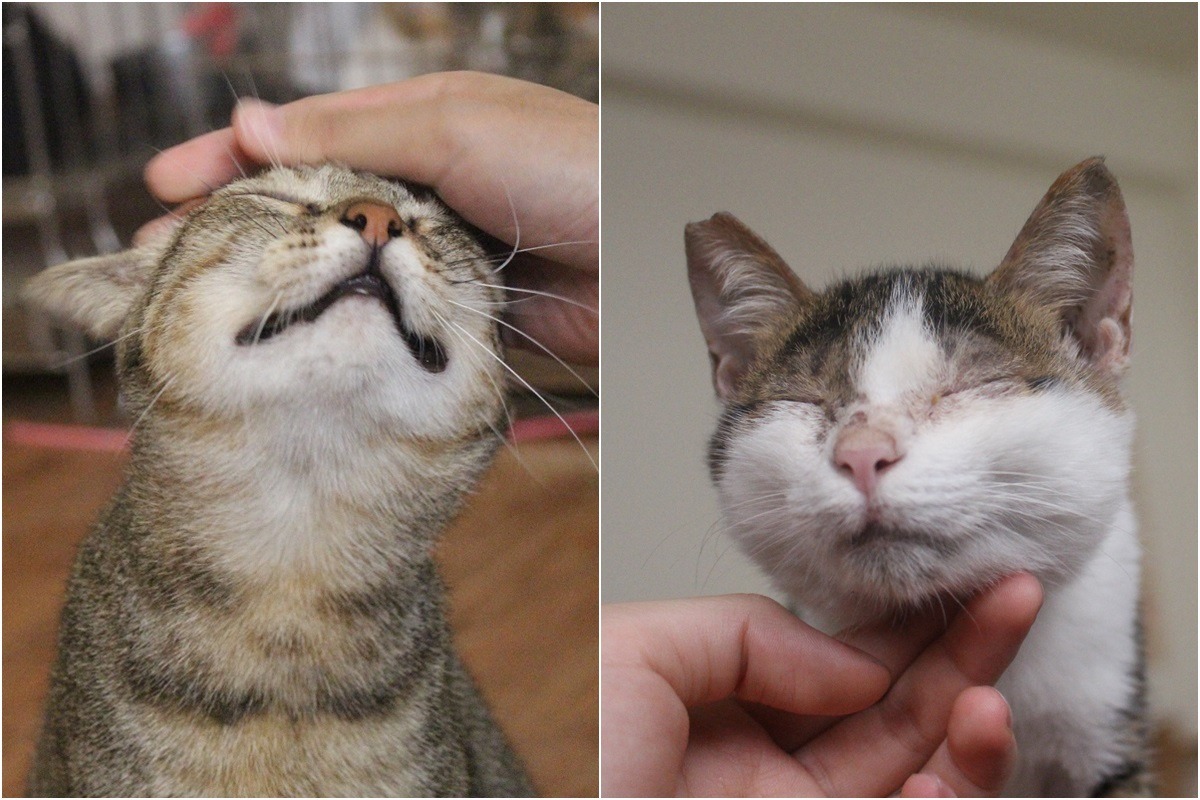 浪浪小學的貓咪相當親人，來到這裡照顧動物，反而會覺得受到了動物的幫助呢！　李娉婷/攝