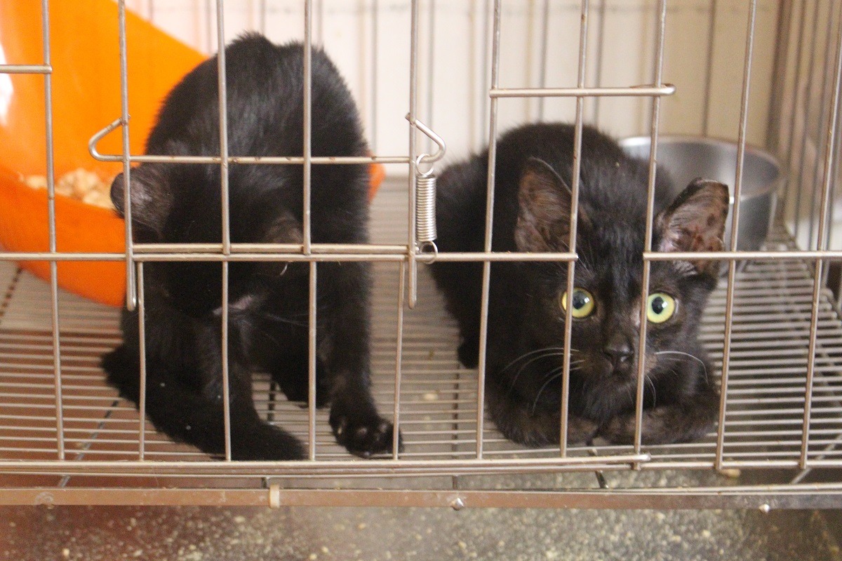 幼貓會先關籠適應環境、做親人訓練，但仍會每天放風。　李娉婷/攝