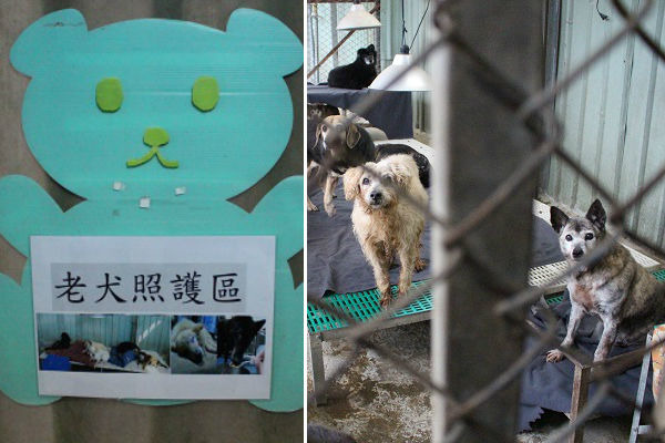 14歲以上或明顯有老態的狗狗會住進老犬照護區。　李娉婷/攝