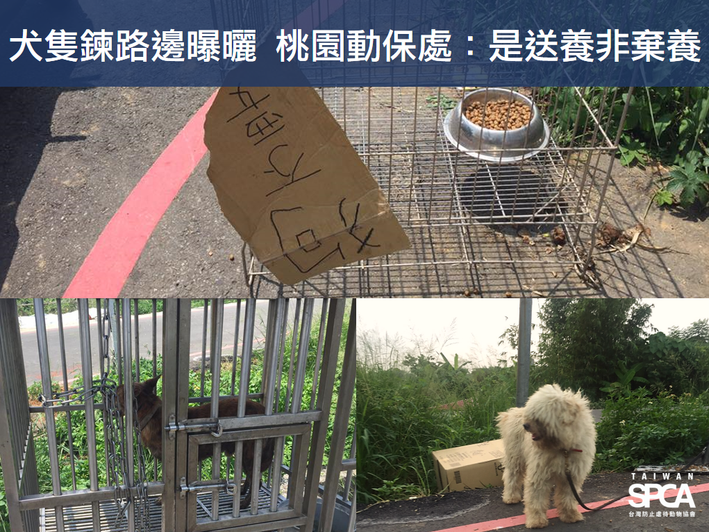 2隻狗被棄置路邊且限制行動，在艷陽下曝曬。　台灣防止虐待動物協會/提供