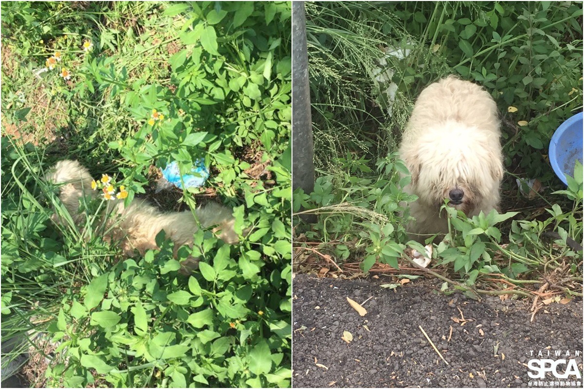 被鍊住的白色長毛犬躲進草叢中，而籠中的虎斑犬已不見蹤影。　台灣防止虐待動物協會/提供