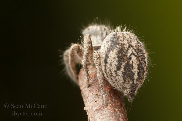 跳蛛。　twitter_Cataranea