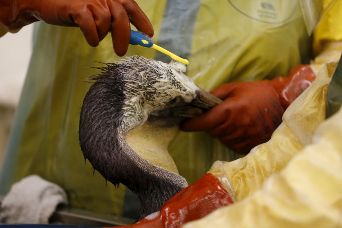 志工和國際鳥類救援中心的工作人員用牙刷和肥皂幫鵜鶘清理油汙。　取自Today online