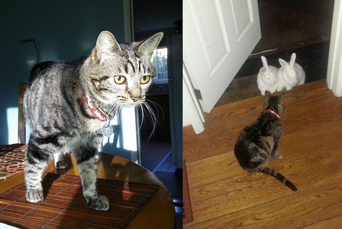 三隻腳的Trio與兔子Cherry、Rasberry。 Susan Rowinski/提供