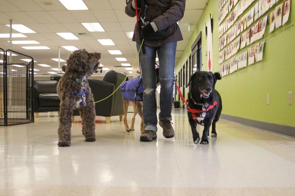 Trupanion的每間辦公室內都有圍欄(左)可以安置寵物，也提供牽繩讓員工遛狗。 取自Trupanion