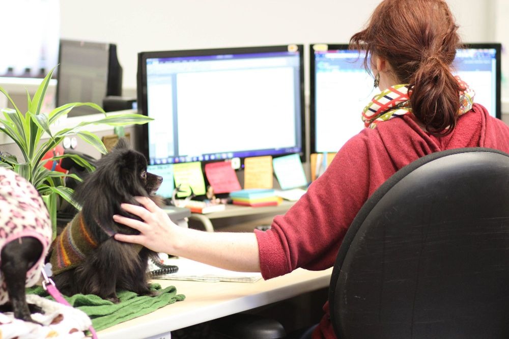 開放帶寵物上班能夠讓員工適當紓壓，不過寵物也要能乖乖待著才行。 取自Trupanion