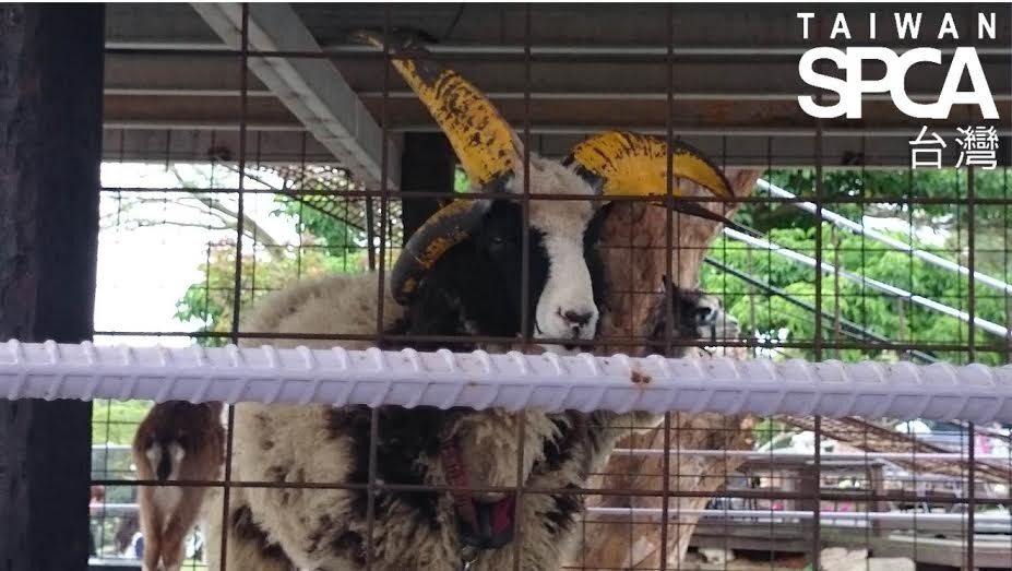 南投星月天空為美觀將山羊角塗上黃色顏料。 TSPCA/提供