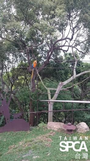 南投星月天空的鸚鵡,展示時間僅鍊在樹下,沒有提供遮蔽、飲水。 TSPCA/提供