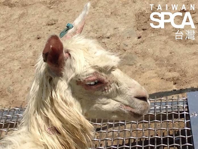 彰化克林姆莊園中白羊駝眼眶嚴重脫毛。 TSPCA/提供