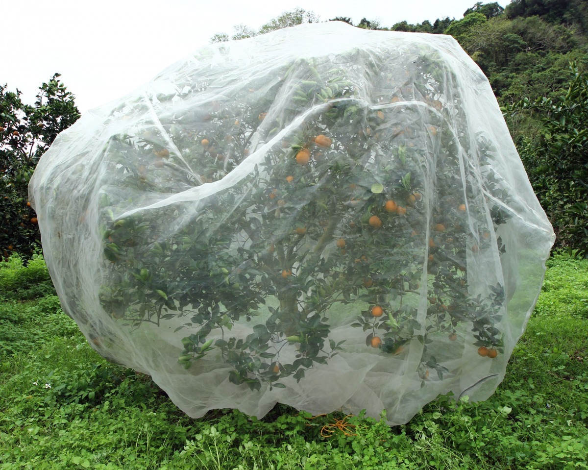 網罩不會傷害野生動物與自然生態，不過對於一年多收的果樹仍有多次拆卸的人力與時間成本需考量。　農委會/提供