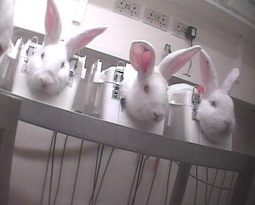 乾燥兔化豬瘟疫苗製作方式為使活兔感染豬瘟病毒，再取其器官製作。　台灣動物社會研究會/提供