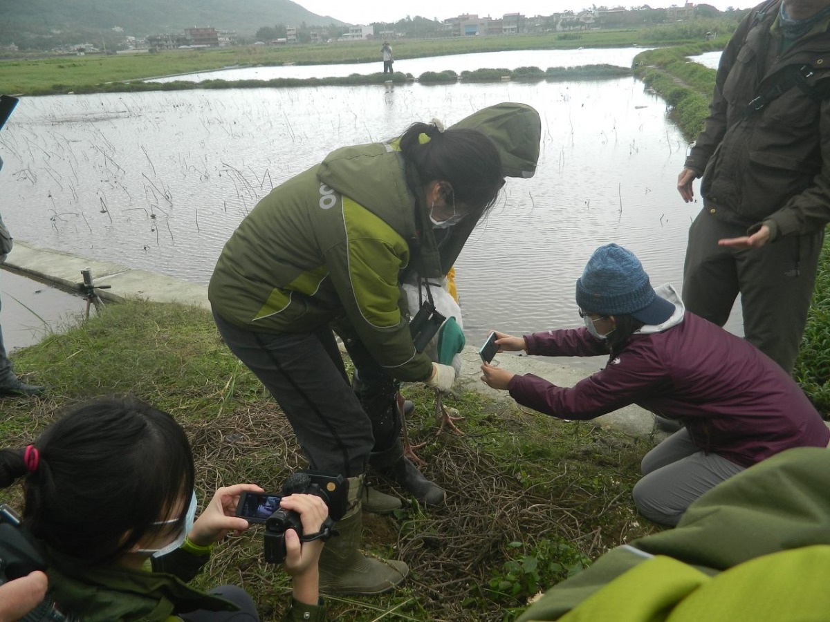 野放現場再次確認腳環及最後檢查。　台北市動保處/提供