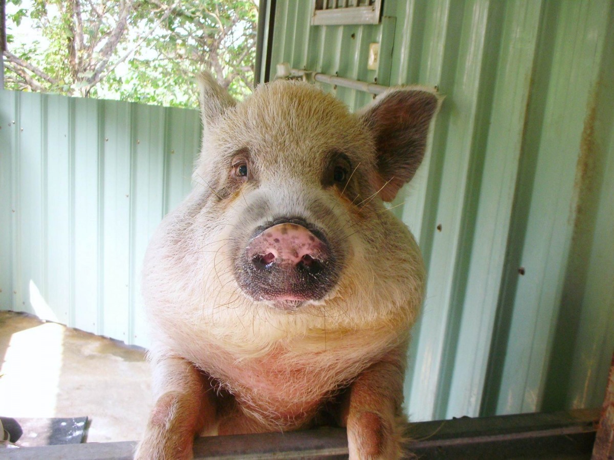 飛飛相當親人，會主動靠近熟人。　中華民國保護動物協會/提供