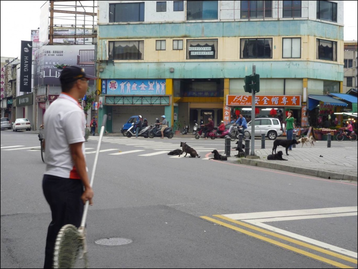 過去宜蘭縣流浪犬聚集與捕捉的情形。