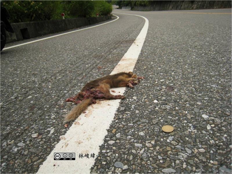 路殺社將蒐集到的食肉目動物(鼬獾、白鼻心、食蟹獴等)標本提供給家衛所進行檢測。 取自台灣野生動物路死觀察網(林峻緯/攝)