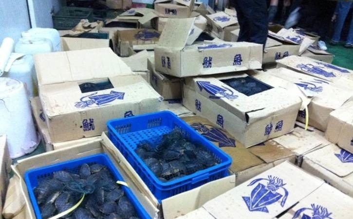 2013.8.25 海巡署査獲食蛇龜1,446隻、柴棺龜1,180隻，共2,626隻