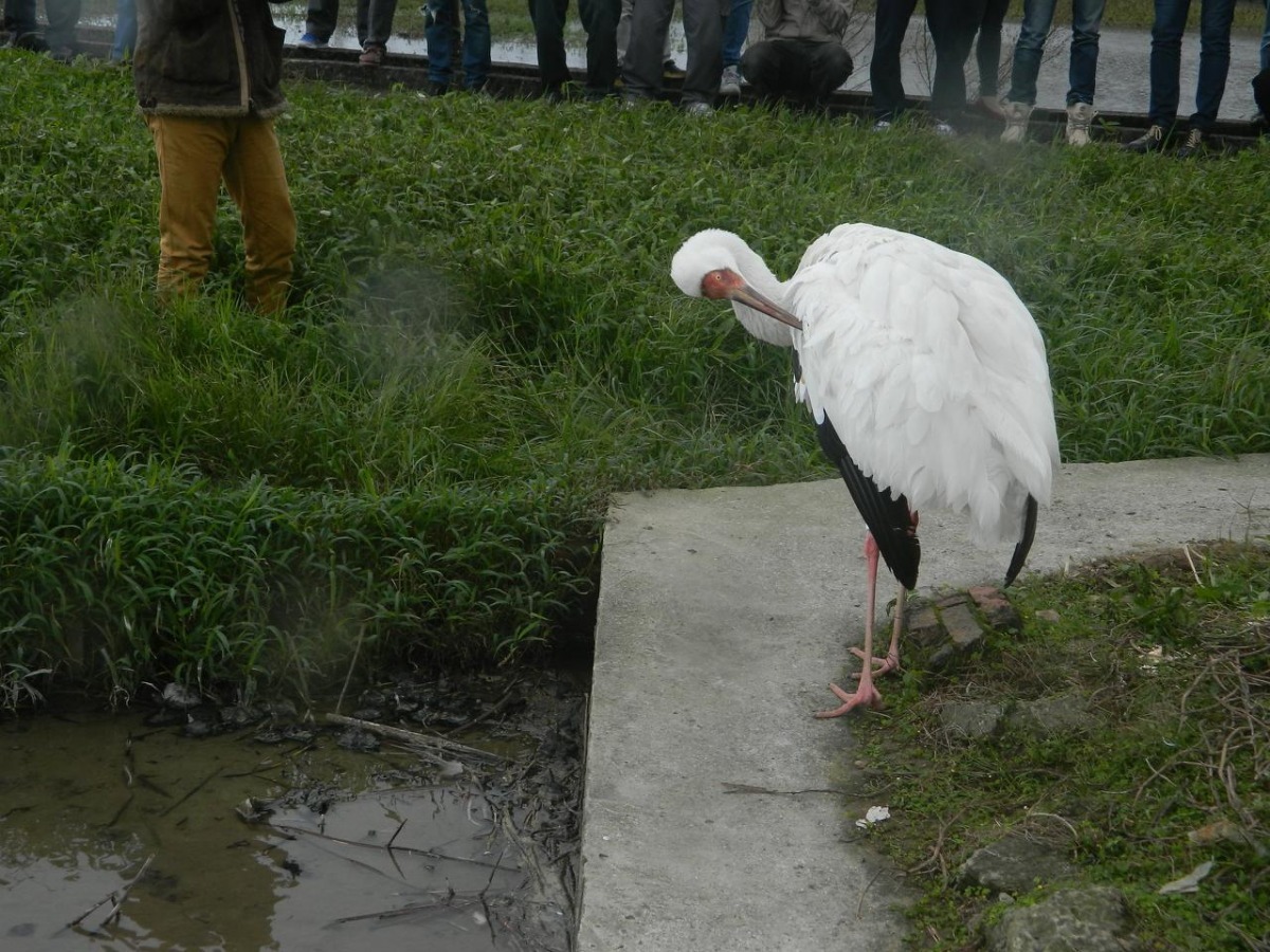 小白鶴野放後安靜地梳理自己的羽毛。　台北市動保處/提供