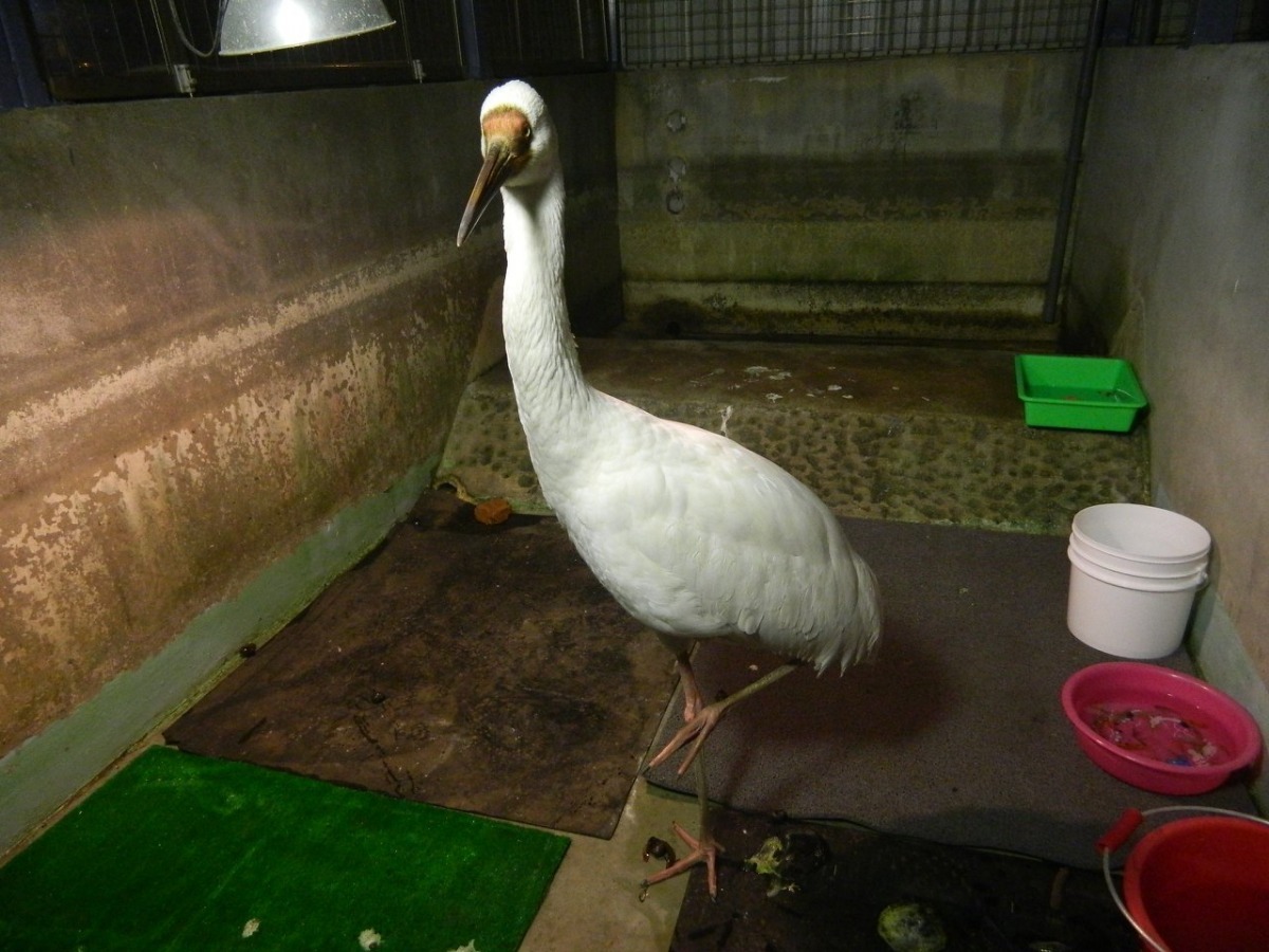 動物園獸醫師檢查前，小白鶴好奇的盯著鏡頭。　台北市動保處/提供