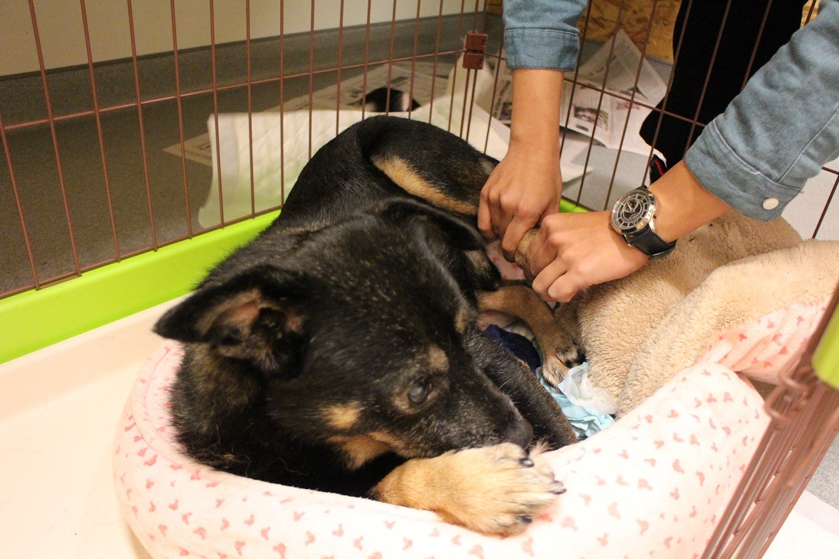 諾亞方舟的待領養犬保濟丸,經過長期的復健之路,現在已經健步如飛。 諾亞方舟動物同樂協會/提供