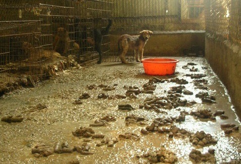 賈愛媽狗場慘況,狗場內的糞便堆滿後,直接用報紙鋪上,照片中糞便下的不是水泥地,而是報紙與糞便風乾後形成的地面。 取自網路