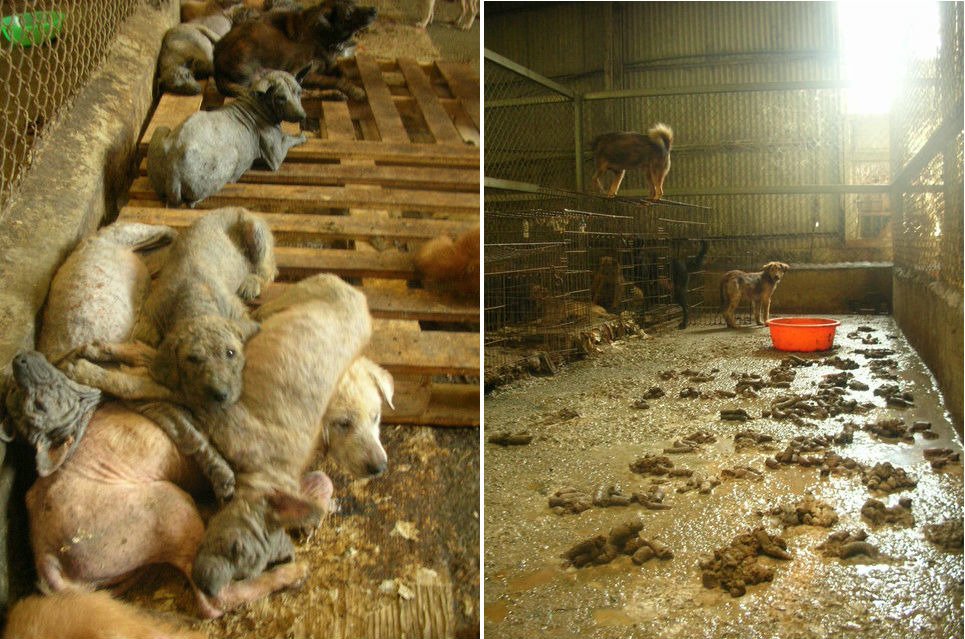 2010年時一位愛心媽媽意外過世，留下了200多隻皮膚狀況極差的狗，環境惡劣的狗園同時也被揭露。　取自網路