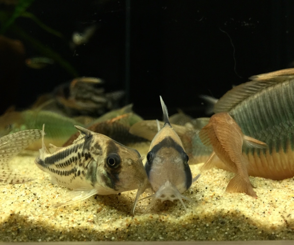鼠魚喜愛群居，有些品種非常喜歡挖沙。 阿喵/提供