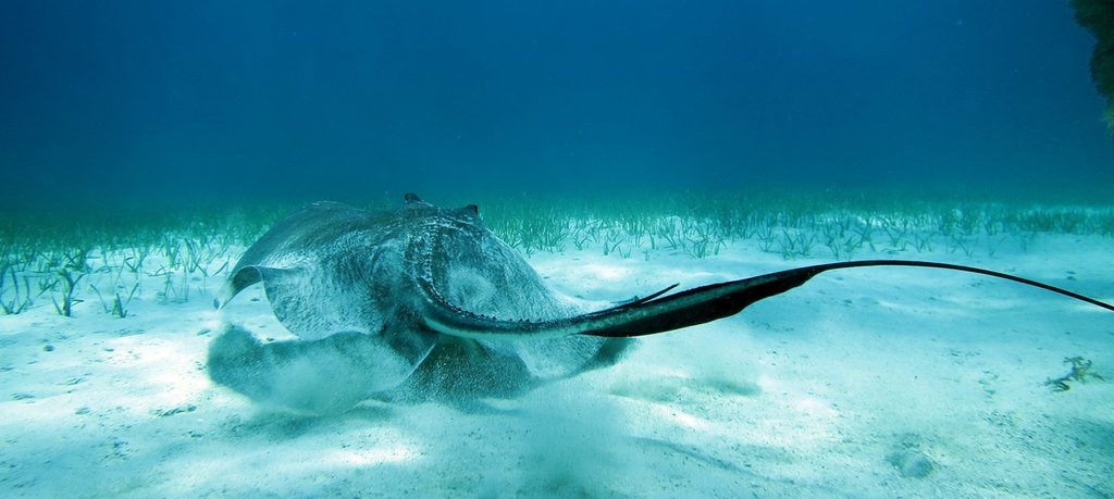 twitter_SheddResearch