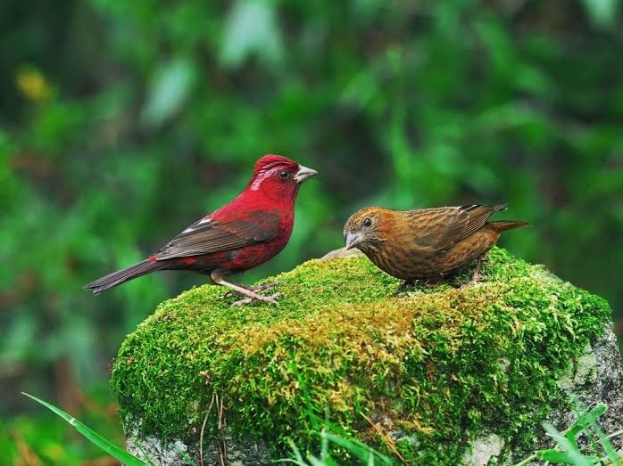 「台灣野鳥生態攝影展」展覽時間：2014/12/11－2015/1/11，展覽地點：新光三越信義新天地A9館9樓。照片為臺灣朱雀雄鳥(左)、雌鳥(右)　 台北鳥會/提供