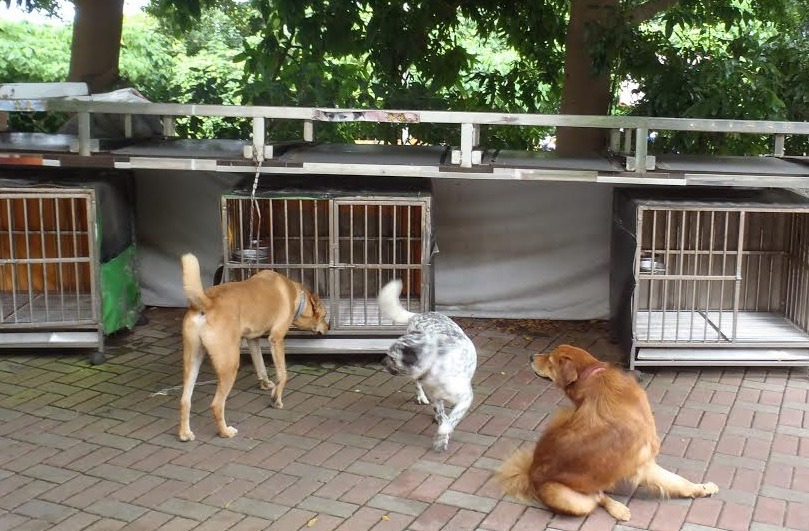 中山大學有多隻校園守護犬，由各學院與學生志工隊照顧，圖為文學院守護犬。　台灣動物新聞網資料照片