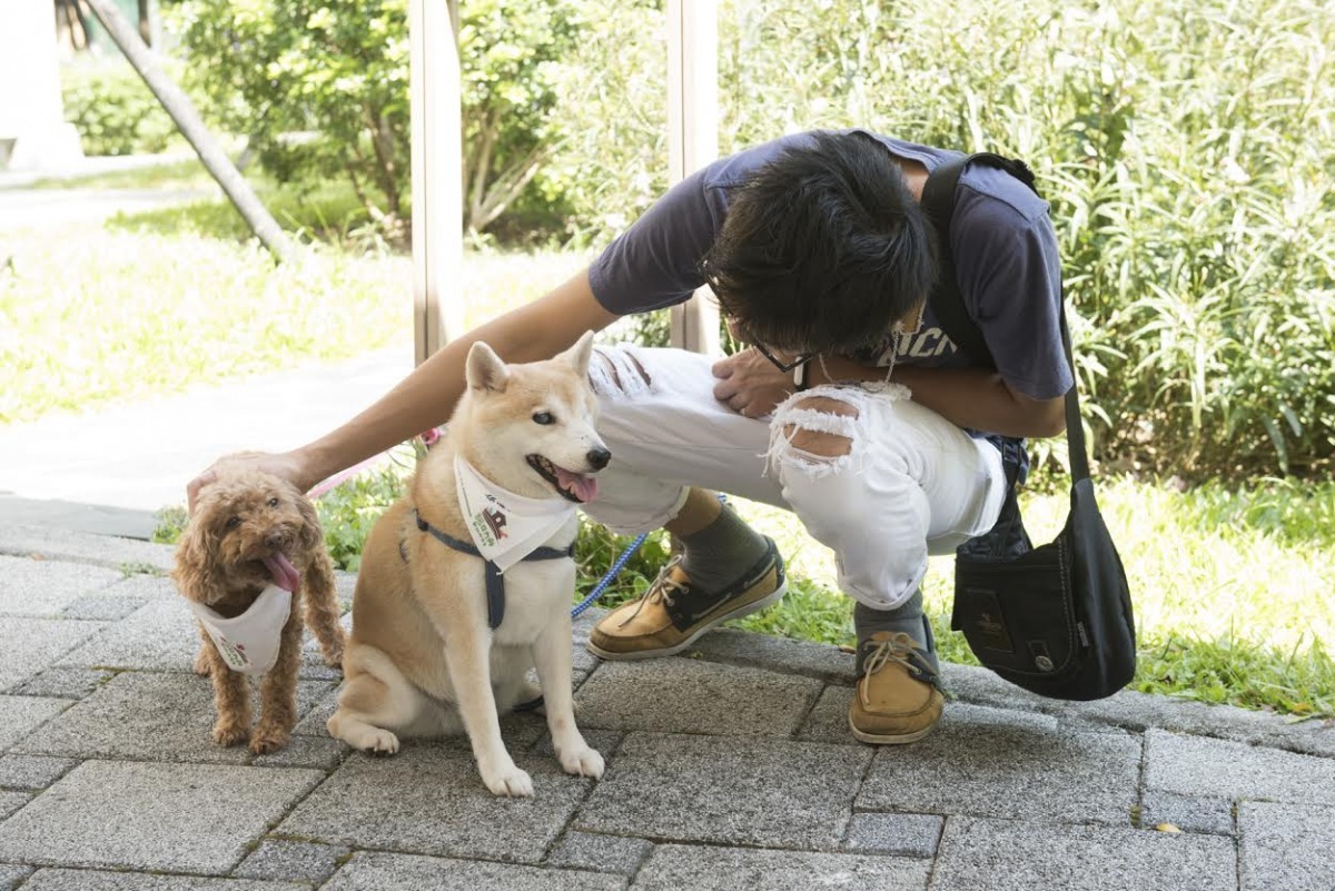 你願意一個月付出多少金錢託人照顧老病殘寵物？照片中的柴犬Kula是諾亞方舟理事長戈家黎的狗兒，雙眼全盲，戈家黎每天上班都帶著牠。　台灣諾亞方舟動物同樂協會/提供