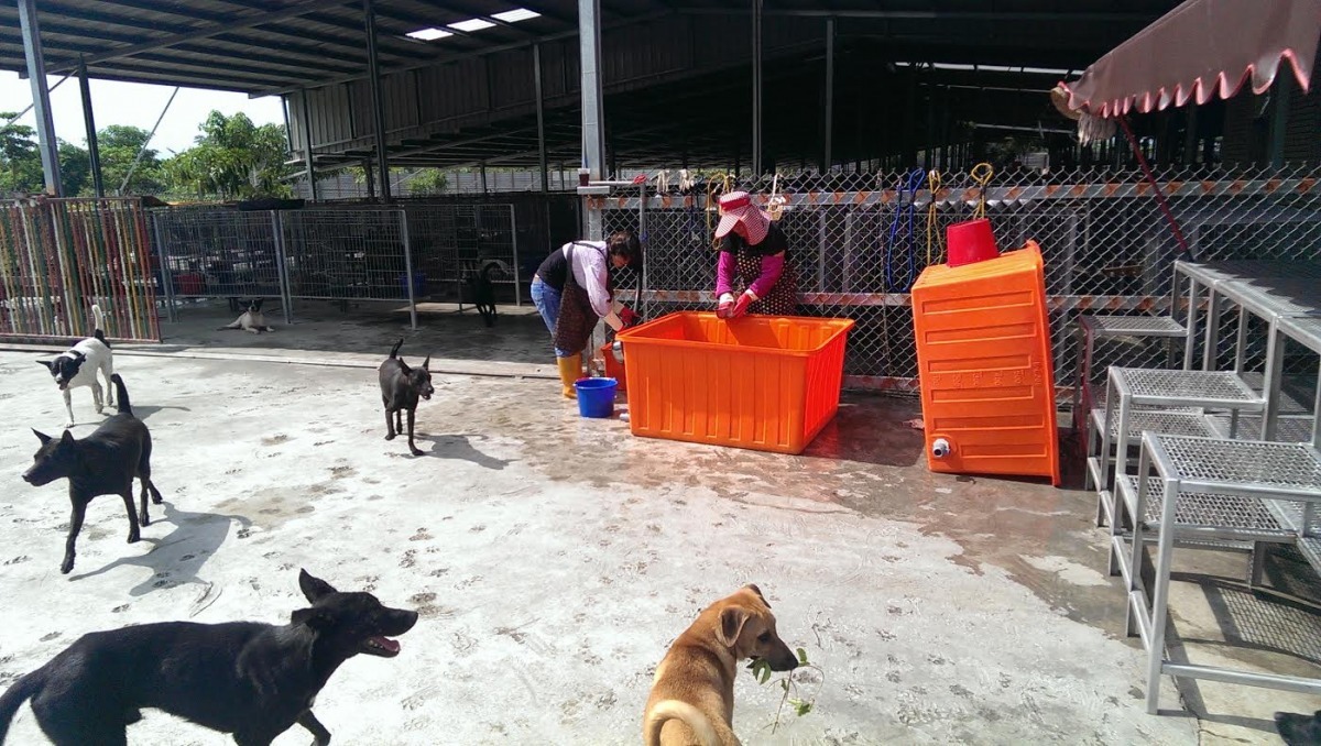 台北市動保處人員上月親自前往屏東田愛媽狗場，察看環境狀況。 台北市動保處/提供