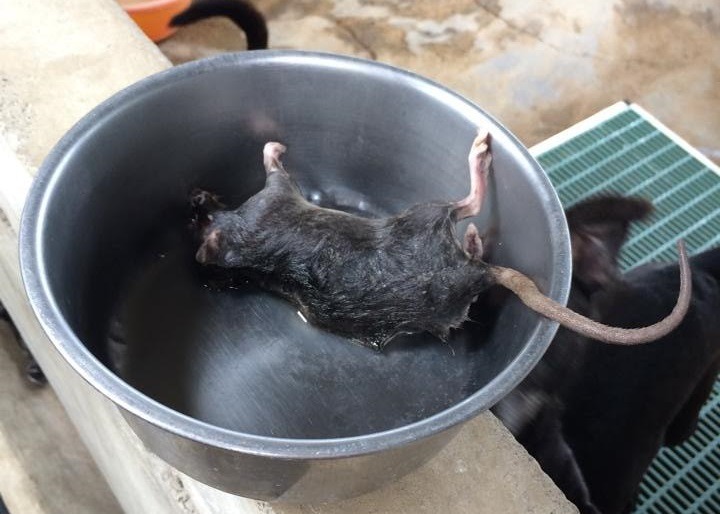 狗場空間開放、有食物來源，常常會吸引老鼠聚集。 　台灣動物新聞網資料照