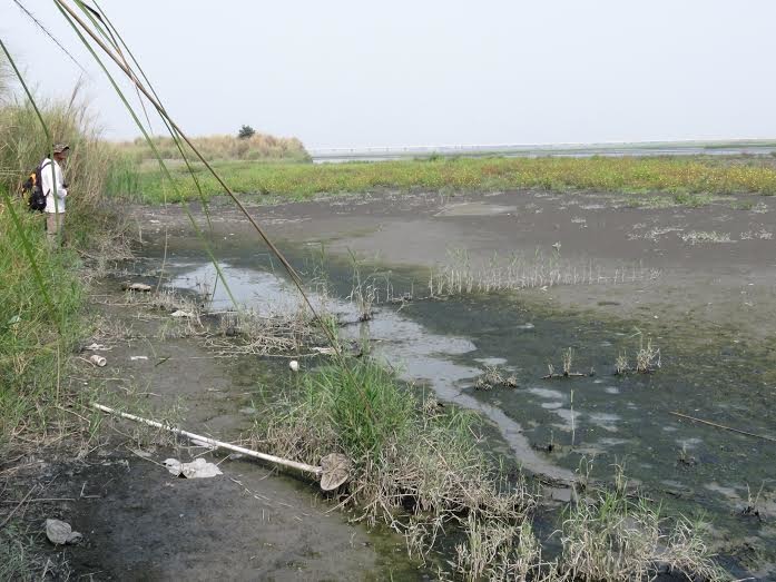 大量水鳥病死現場。 中華民國野鳥學會/提供