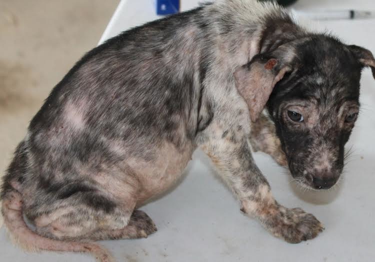 馬來西亞沒有公立收容所,流浪狗的治療與收容皆仰賴民間團體。 IAPWA/提供