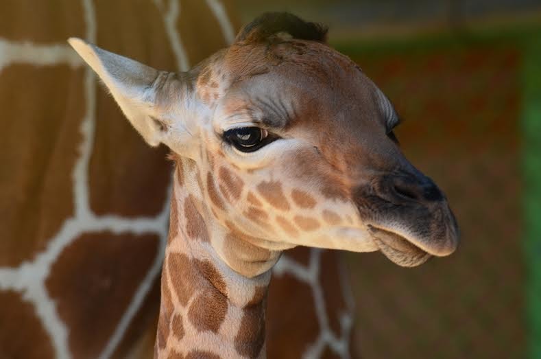 小鶴因無法自行進食而導致營養不良,5月10日凌晨3點35分在保育員及獸醫師的陪伴下過世。 台北市立動物園/提供,李毓文/攝