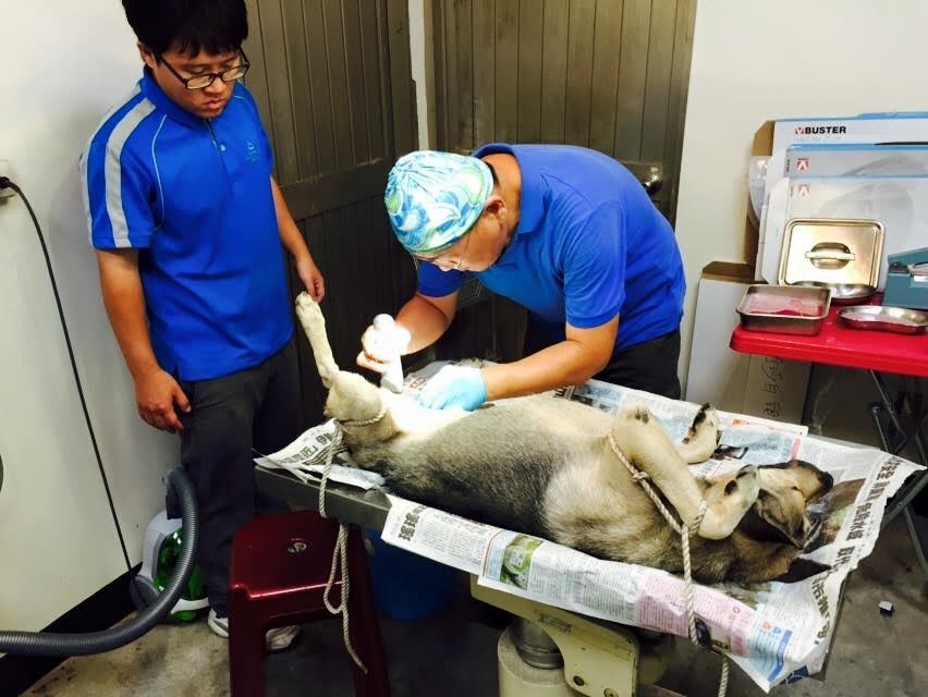 動物絕育執行小組獸醫師正在為準備絕育的狗兒剃毛。台東縣動物防疫所/提供