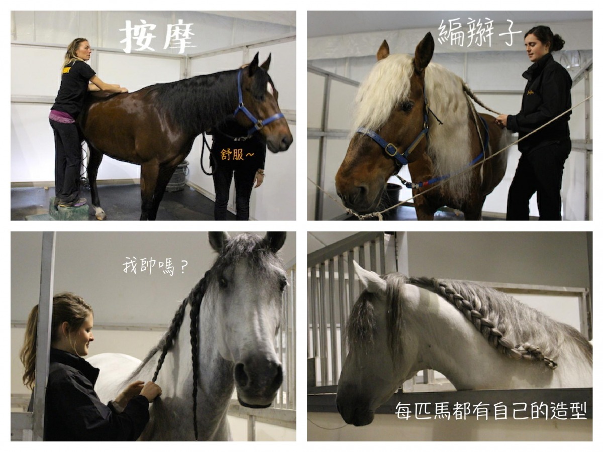 馬明星的造型都不相同，每周還有專人按摩兩次、每次時間長達一小時，表演後還會有人幫牠們洗澡，好享受！　李娉婷/攝