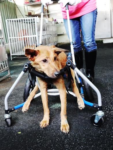 大黃車禍的傷相當嚴重，目前還沒脫離危險，工作人員要定期去幫牠清理褥瘡傷口，此外，大黃不願意乖乖躺軟墊，總是偷偷掙扎著移到鐵條上，工作人員時常要搬動牠。　新北市動保處/提供