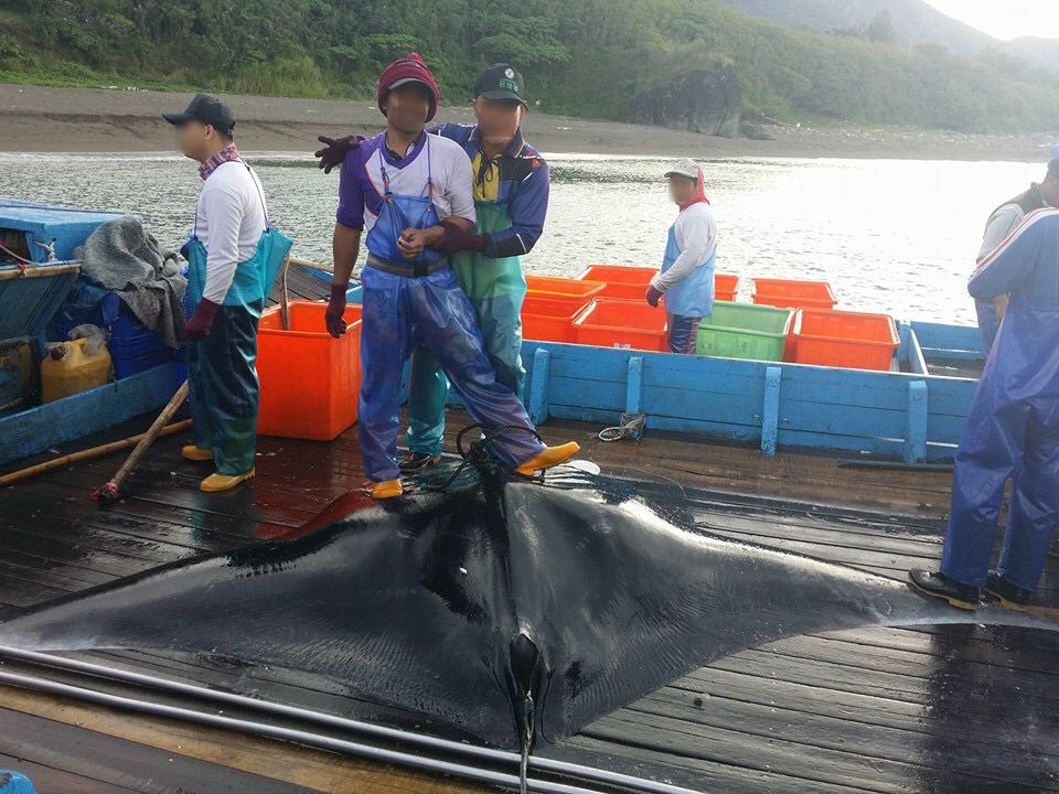 12日上午，有漁民捕到鬼蝠魟並將合照上傳，沒想到引起軒然大波。　備份圖片