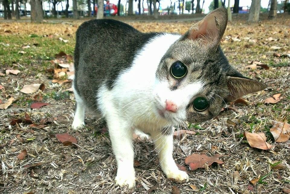 歪歪腦部疑似受創,頭總是歪歪的。 陳奕潔/提供