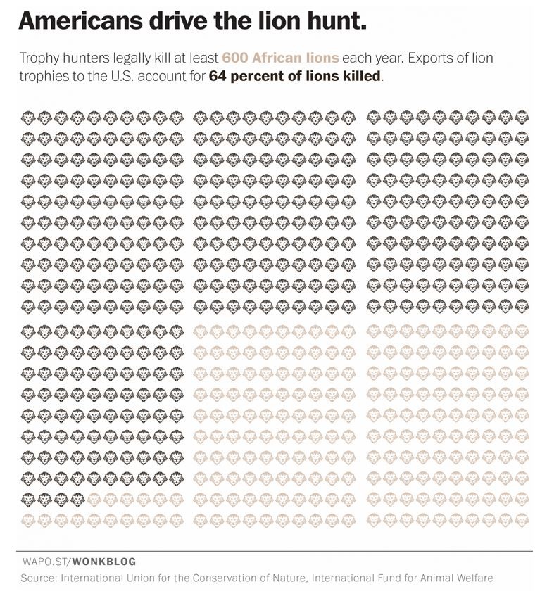 非洲每年有600隻獅子被獵殺，其中64%變成戰利品被運回美國。　取自華盛頓郵報