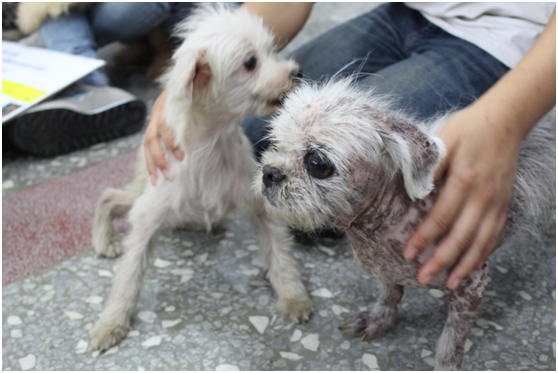從犬舍被救出、滿身疾病的種犬。　台灣動物新聞網資料照(何宜/攝)