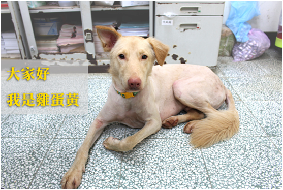 桃園市動物保護教育園區(新屋收容所)園長簡稚澄在安樂死名單前救下的園狗「雞蛋黃」。　台灣動物新聞網資料照(何宜/攝)