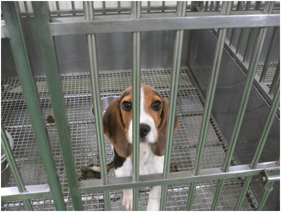 「鼬獾狂犬病病毒動物試驗計畫」中打算讓米格魯感染狂犬病，以確認犬隻感染病毒後的生理機轉，被國際抨擊不具必要性。台灣動物社會研究會/提供