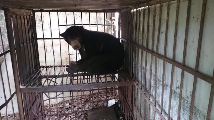 馬來熊「小黑」被飼養在狹小鐵籠中超過30年，以剩菜剩飯為食，居住環境散發酸臭味。　TSPCA/提供
