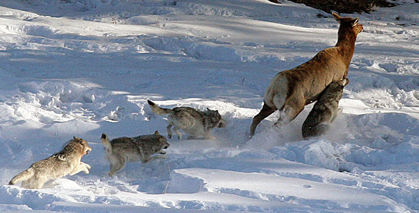 黃石公園的麋鹿在1990年代曾經膨脹至2萬隻，嚴重影響公園內的植被，在美國政府引進10多隻加拿大灰狼後，麋鹿數量減半，公園內的生態逐漸達到平衡。　取自網路
