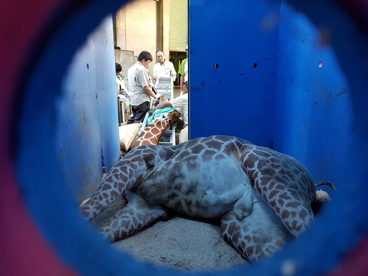 宵久在運送過程中突然無法站立，台北市立動物園緊急將牠送回長頸鹿內舍檢查。　台北市立動物園/提供